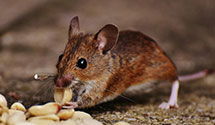 24 Hour & Emergency Exterminators in Egg Hbr Twp, NJ